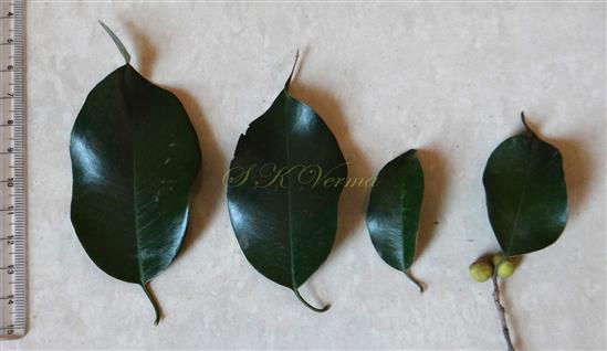  Leaves